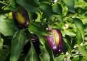 Purple Peppers at Tonopah Rob’s Garden of Eatin