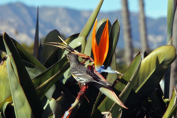 A bird sitting with a bird of paradise in Santa Barbara, California