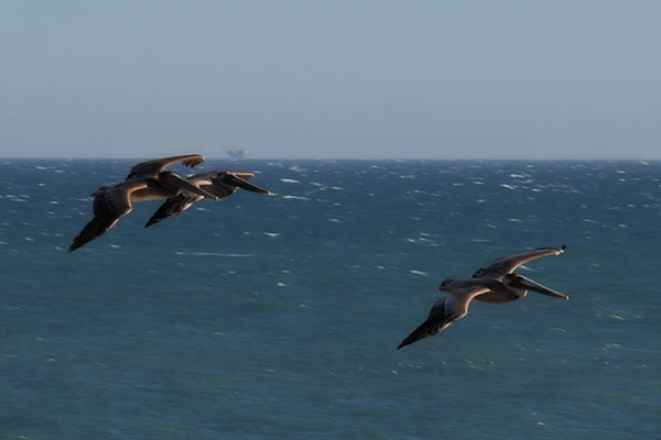 Pelicans flying north over the Pacific Ocean in Santa Barbara, California
