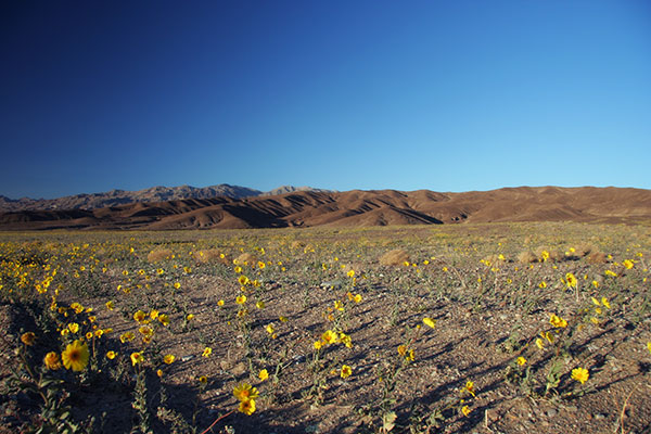 Wildflowers in bloom at Death Valley National Park, California